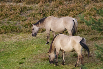 Konik ponies in the faded heathland, grey horses grazing on the heath, two Konik horses in the wild, Equus ferus caballus