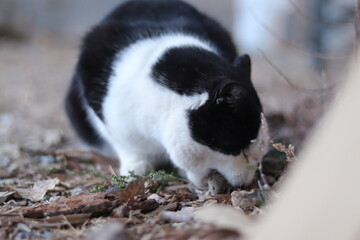 black and white cat eating mouse