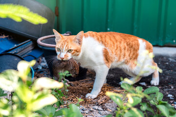 Naughty Orange and White Tabby cat carrying a killed mouse it away from a pile of garbage in the backyard.