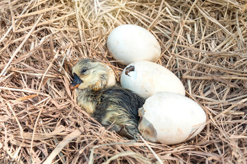 Newborn Shi Tou grey Goose. Little wet feathers newly gosling is hatching from egg in nest on haystack.