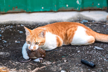 Naughty Orange and White Tabby Cat kill rat by holding a mouse in his mouth with the eyes of a cold-blooded hunter on concrete floor of garden shed.