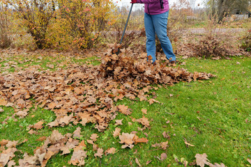 Person Raking Large Pile of Fallen Oak Leaves on Green Lawn in Autumn, Close-Up