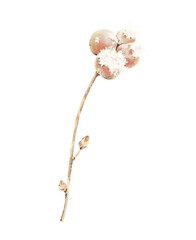 Frosted Winter Branch with Berries