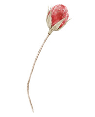 Watercolor Botanical Rosebud 