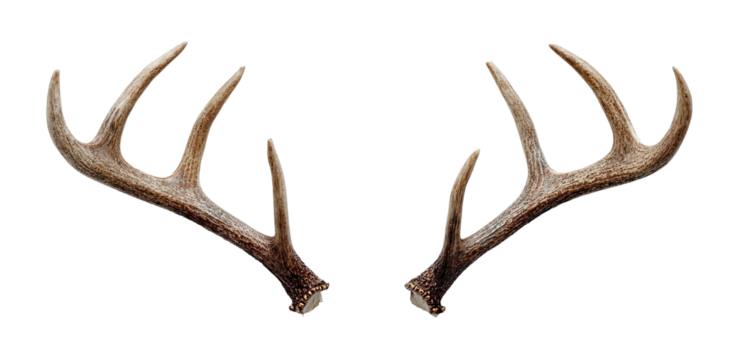 Pair of deer antlers (3) - Powered by Adobe
