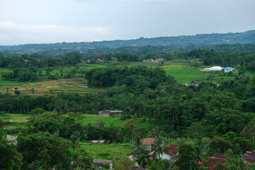 Lush Rural Landscape With Terraced Fields, Palm Trees, and Village Homes Across Green Hills