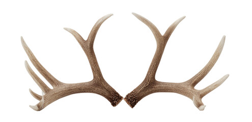 Pair of deer antlers (2)