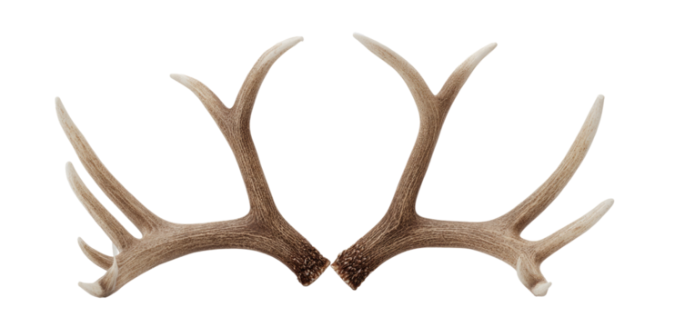 Pair of deer antlers (2)