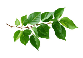 Green branch with leaves on white isolated on a transparent background