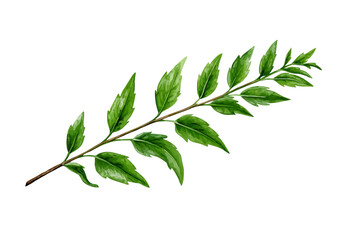 Naklejka premium Green leafy branch with serrated edges isolated on a transparent background