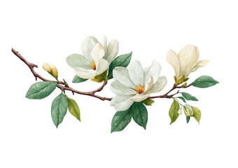 Obraz premium Watercolor Magnolia Branch with White Flowers isolated on a transparent background