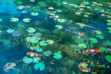 日本の岐阜県にある名もなき池　モネの池