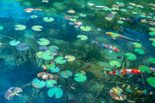 日本の岐阜県にある名もなき池　モネの池