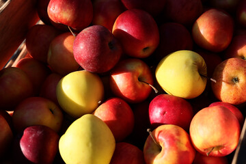 Fresh and appetizing apple presented at a an agricultural products fair. Selective focus....