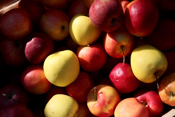 Fresh and appetizing apple presented at a an agricultural products fair. Selective focus. Photographed in natural light.