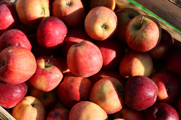 Fresh and appetizing apple presented at a an agricultural products fair. Selective focus. Photographed in natural light.

