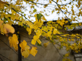 Close up of a mixture of Autumn leaves - great range of colours
