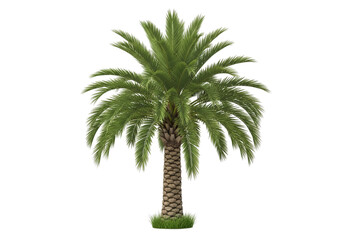Tropical palm tree isolated for design tropical paradise getaways and summer theme projects