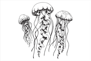 Hand Drawn Jellyfish Illustration  Black and White Marine Art