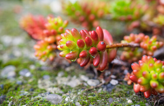 Macro photography of a succulent - Sedum rubrotinctum.