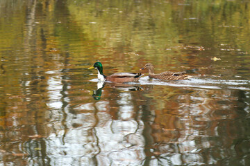 Two mallard ducks swimming across a vibrant autumn lake with beautiful color reflections. Nature’s calm