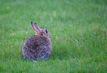 A brown rabbit rests peacefully on lush green grass in a sunny field, showcasing its soft fur and large ears during a calm early morning
