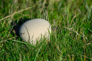 A round, textured fungus rests on lush green grass in a sunlit park. This natural scene captures the beauty of fungi in spring, highlighting its unique shape and color