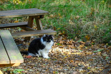 A black and white cat sits quietly on the ground covered with autumn leaves. The wooden picnic table is nearby, surrounded by a peaceful outdoor scene filled with greenery