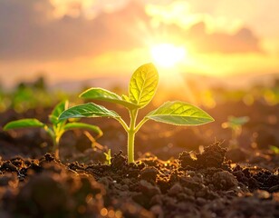 Young plant sprouts towards a bright, setting sun, earth in foreground