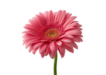 Pink Gerbera Daisy Flower isolated on a transparent background