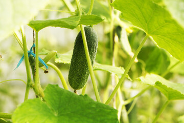A close-up of cucumbers and tomatoes in a plastic greenhouse. Vegetable harvest season in a greenhouse.