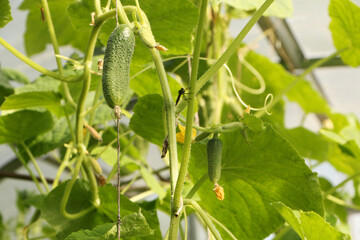 A close-up of cucumbers and tomatoes in a plastic greenhouse. Vegetable harvest season in a greenhouse.