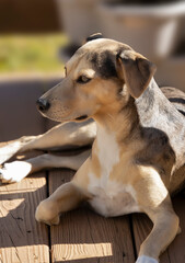 Chillin in hte Early Autum Sunshine