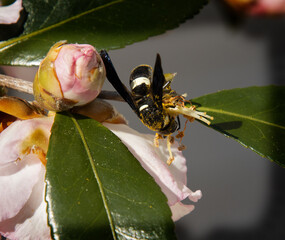 Pollen Covered Wasp on aa Autum Afternoon