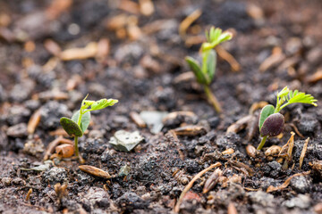 Tree seed sprouting in the ground, plant seedling emerging
