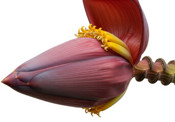 Exotic banana flower bud detailed macro photography lush tropical bloom vibrant purple hue