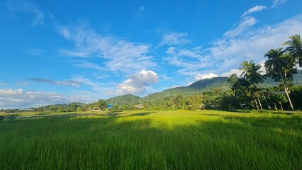 landscape with green grass and blue sky