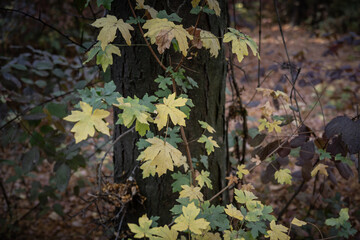 Autumn leaves background, autumn in November