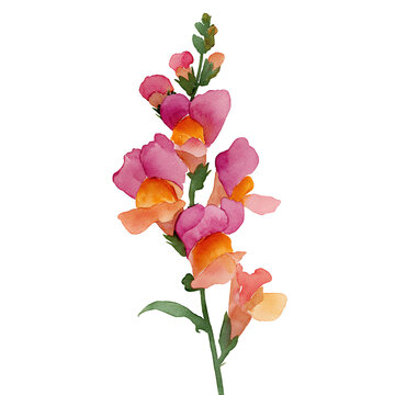Watercolor illustration of vibrant snapdragon flower stem, isolated on a white background, clear edges, botanical clipart style. 