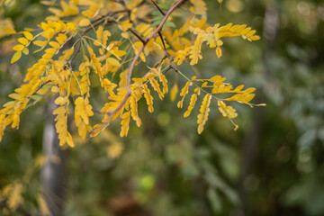 Honey locust yellow autumn leaves close-up view with blurred background