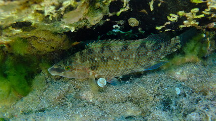 East Atlantic peacock wrasse (Symphodus tinca) undersea, Aegean Sea, Greece, Halkidiki, Pirgos beach