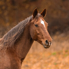 Pferdeportrait im Herbst