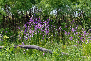 Dames Rocket Invasive Plants Growing Along The Fox River Trail Near De Pere, Wisconsin