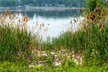 Phragmites australis, common reed, Growing Along The Fox River In De Pere, Wisconsin
