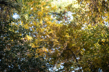 Autumn blurred background leaves. Fall