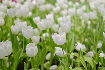 Tulip flower fields, beautiful blooming flowers.
