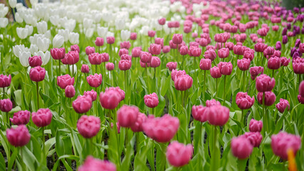Tulip flower fields, beautiful blooming flowers.