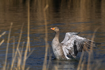 An adult greylag goose(Anser anser) spreads its wings to shake off water after a swim.