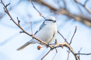 White Azure bird