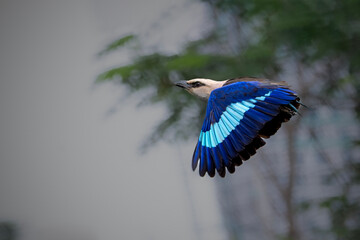 Blue-bellied roller (Coracias cyanogaster) 